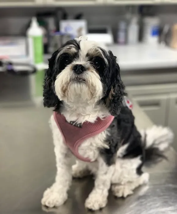 Pleasant Plains Animal Hospital North Picture 4