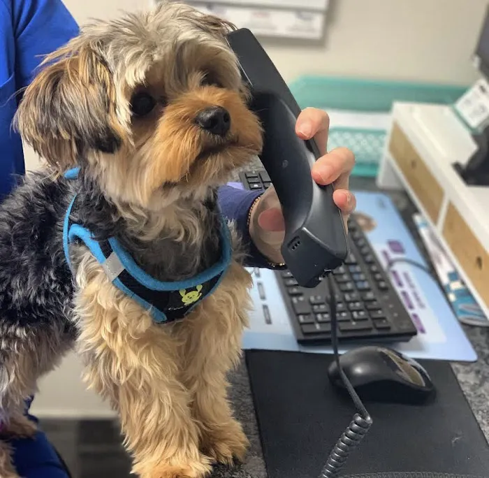 Pleasant Plains Animal Hospital North Picture 7
