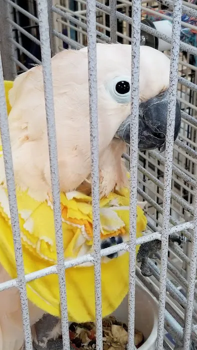 Inca's Secret Parrot & Bird Toys/Boarding Picture 9