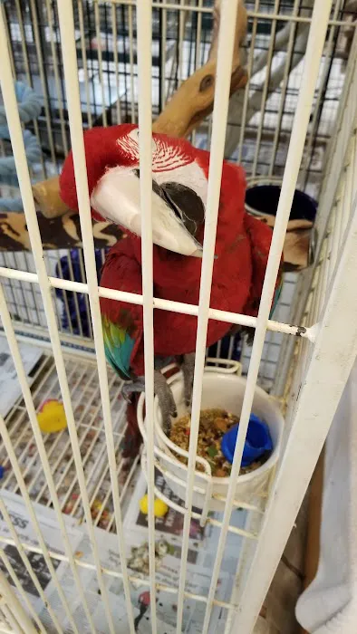 Inca's Secret Parrot & Bird Toys/Boarding Picture 6