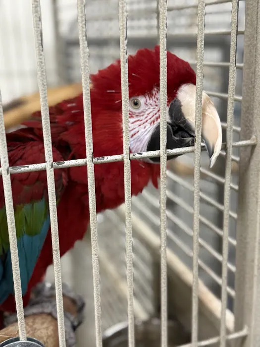Inca's Secret Parrot & Bird Toys/Boarding Picture 3
