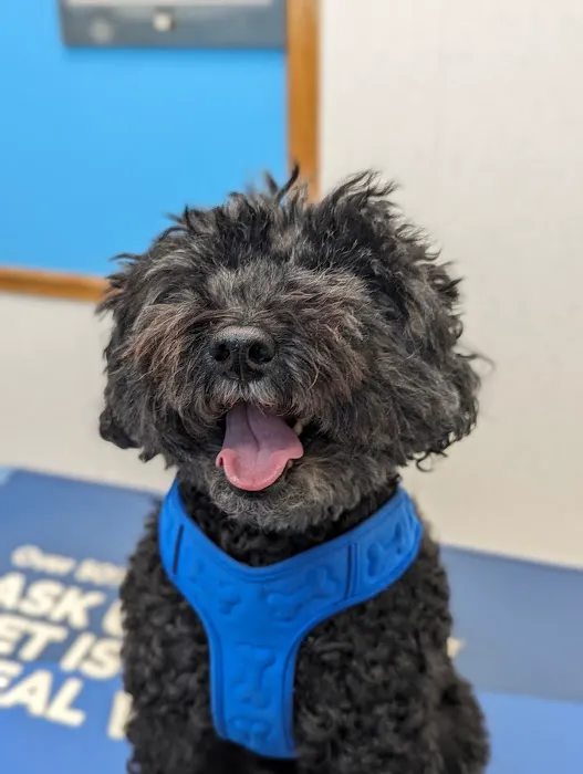 Bayonne Veterinary Medical Picture 1