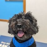 Bayonne Veterinary Medical