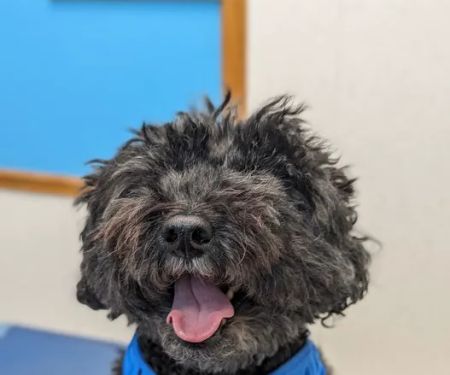 Bayonne Veterinary Medical