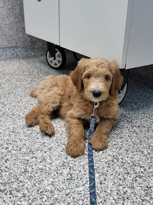 Bayonne Veterinary Medical Picture 10