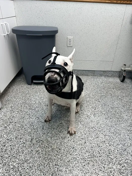 Bayonne Veterinary Medical Picture 3