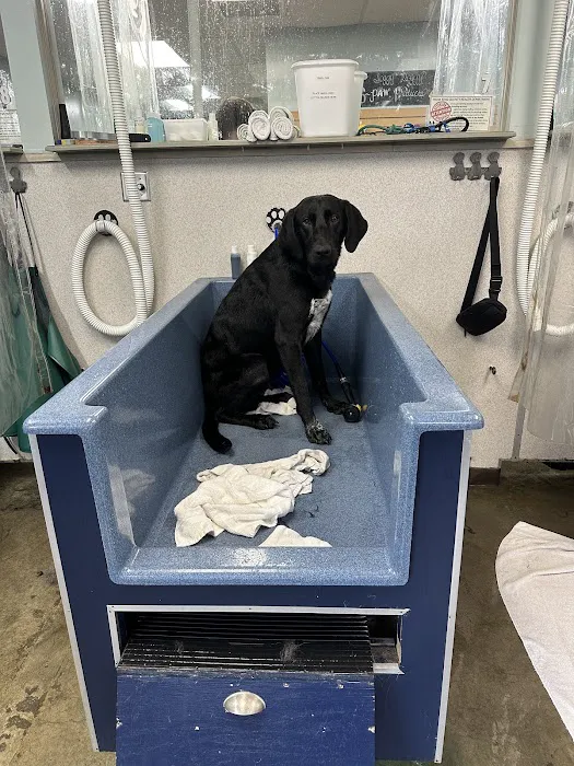 The Soggy Doggy Picture 10
