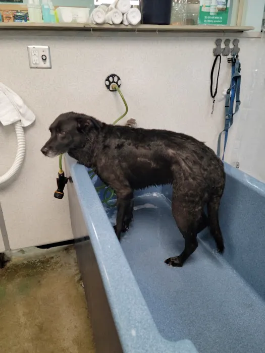 The Soggy Doggy Picture 1