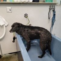 The Soggy Doggy ico