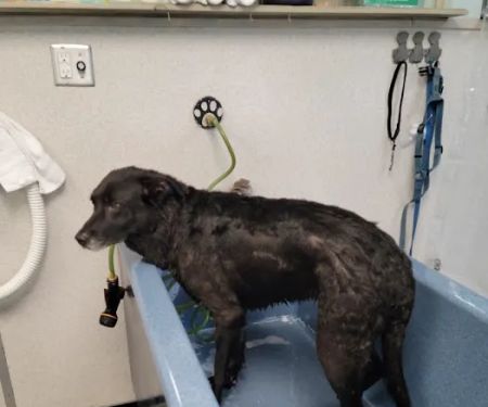 The Soggy Doggy