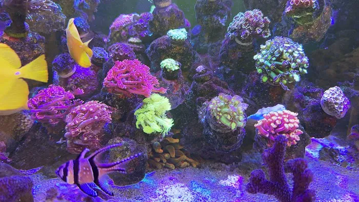 Kraken Reef Aquatics Picture 7