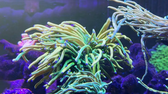 Kraken Reef Aquatics Picture 5
