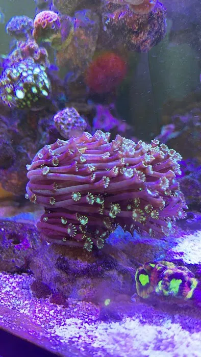 Kraken Reef Aquatics Picture 4