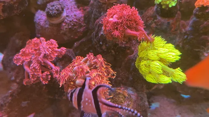 Kraken Reef Aquatics Picture 8