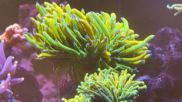 Kraken Reef Aquatics Picture 9