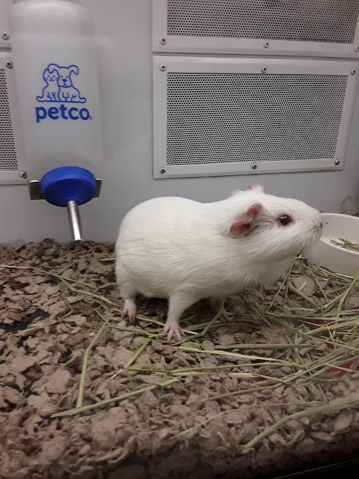 Petco Picture 8