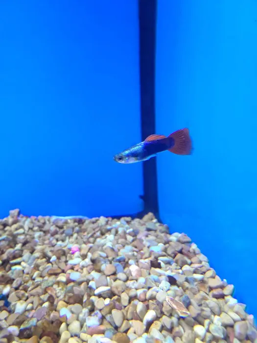 Petco Picture 5