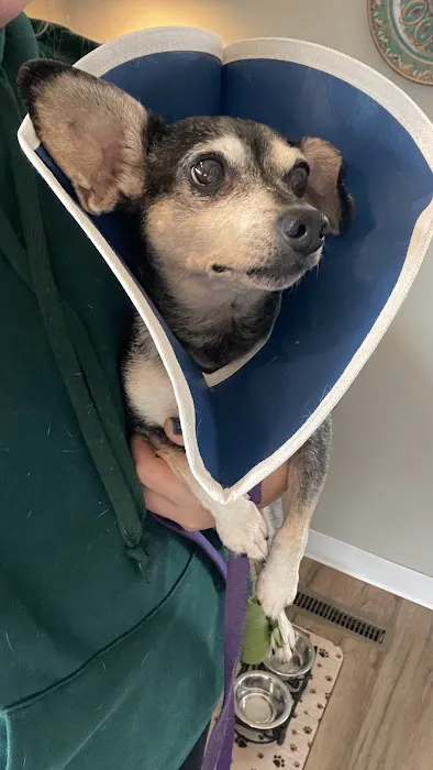 Saybrook Veterinary Hospital Picture 3