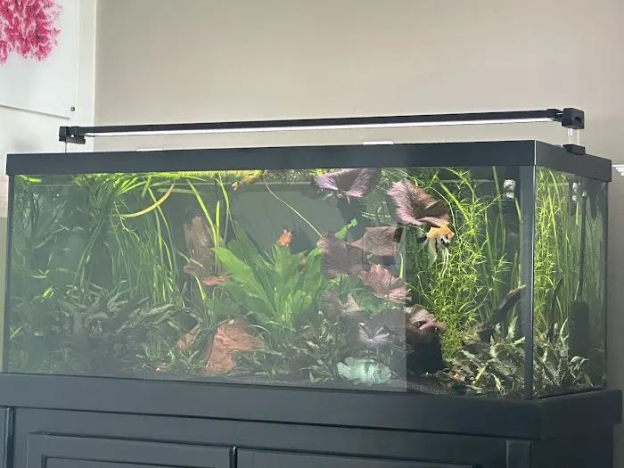 Tropical Fish World Picture 9