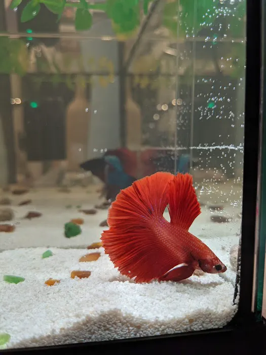 Tropical Fish World Picture 8