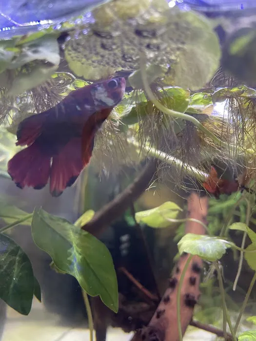 Tropical Fish World Picture 1