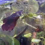 Tropical Fish World