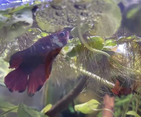 Tropical Fish World