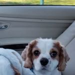 VCA New London Animal Hospital