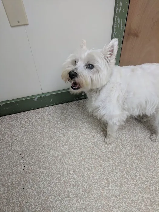 Waterford Animal Hospital Picture 2