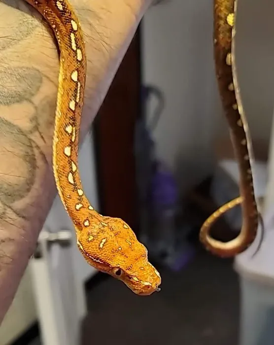 Paradox Reptiles and Exotics Picture 7