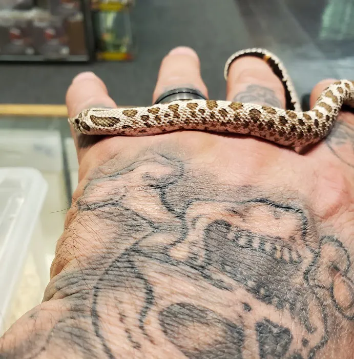 Paradox Reptiles and Exotics Picture 1