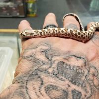 Paradox Reptiles and Exotics ico