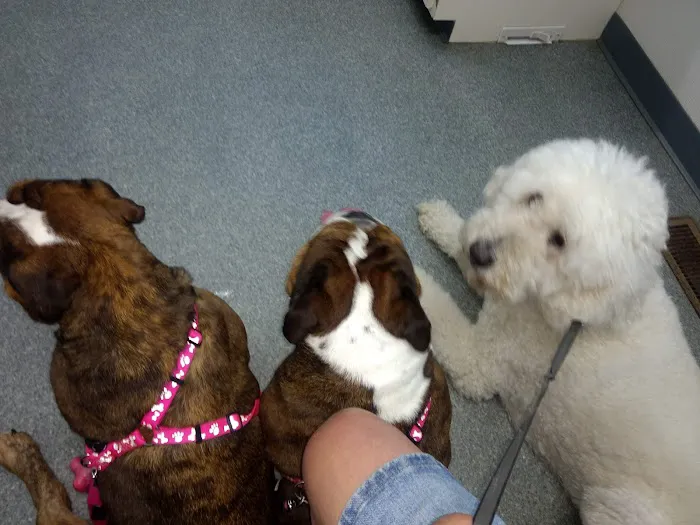 Essex Veterinary Clinic Picture 7