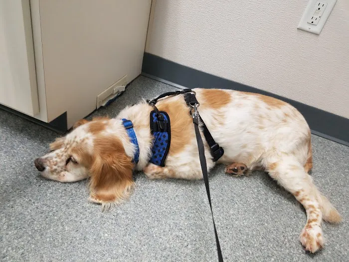 Essex Veterinary Clinic Picture 1