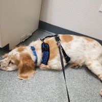 Essex Veterinary Clinic ico