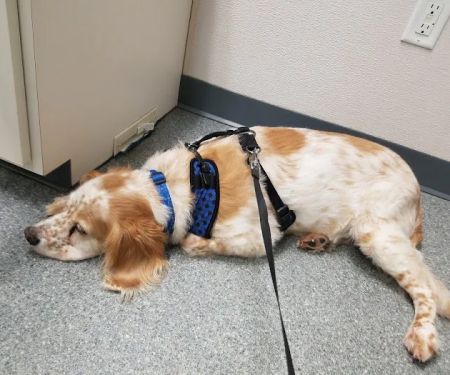Essex Veterinary Clinic