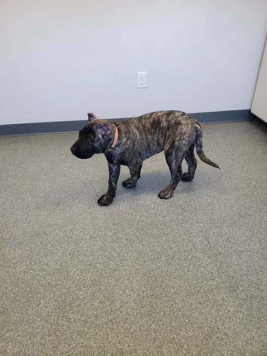 Essex Veterinary Clinic Picture 3