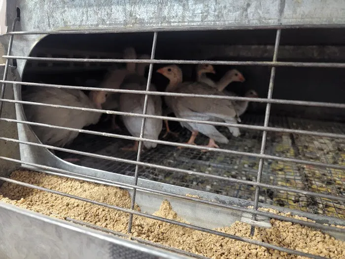 Farmland Pets & Feed Picture 5