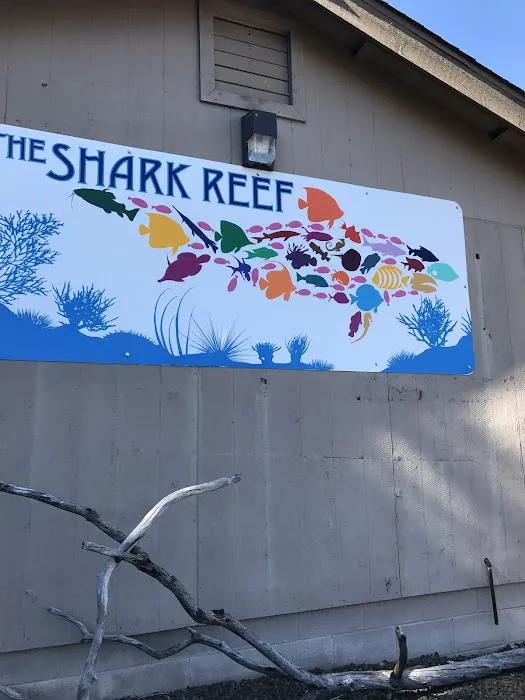 The Shark Reef Picture 4