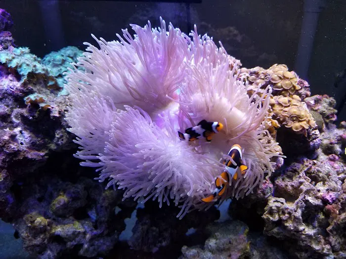 The Shark Reef Picture 6