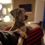 Z Bones Pet Mercantile