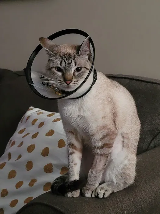 Companion Animal Hospital Picture 1