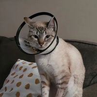 Companion Animal Hospital ico