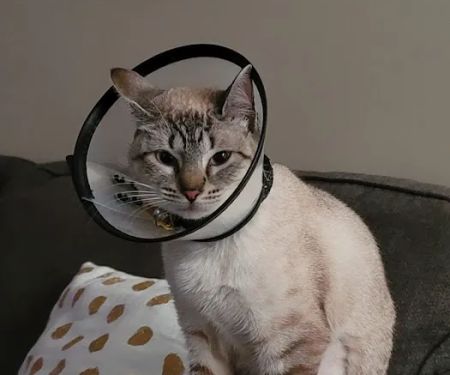 Companion Animal Hospital