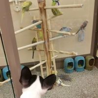 Petco ico