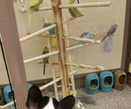 Petco