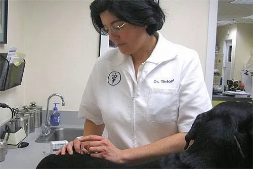 Dr. Stephanie Torlone, DVM, CVA Picture 1