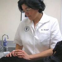 Dr. Stephanie Torlone, DVM, CVA ico