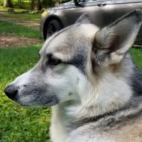 CareVet of Shoreline ico