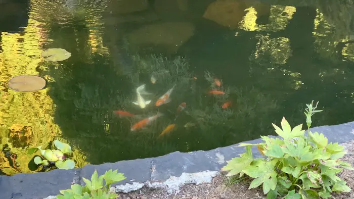 Discount Koi Picture 4